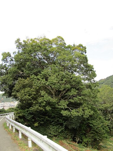 山道からはみ出す大木かな
