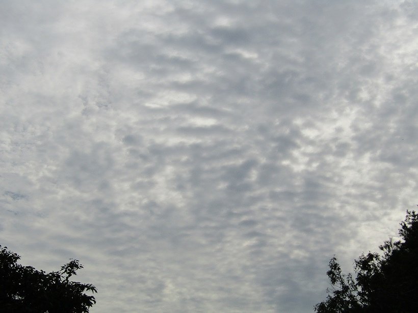うろこ雲　珍しいのが見れました