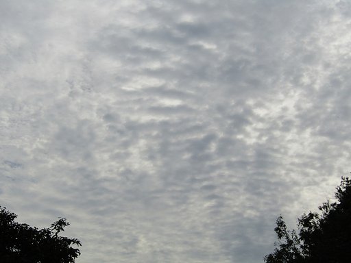 うろこ雲　珍しいのが見れました
