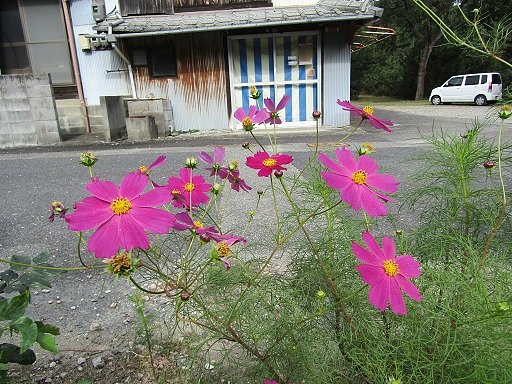 田舎道　季節の秋桜乱れ咲　！