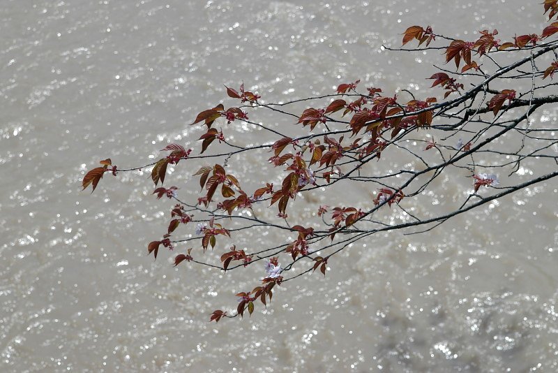 バック泡立つ山桜