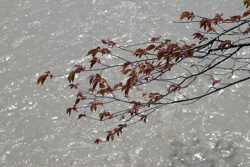 バック泡立つ山桜