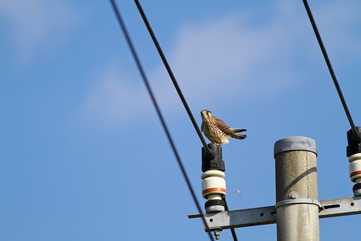 青空にうんこブリッ！