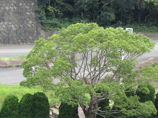 秋　➡　大木