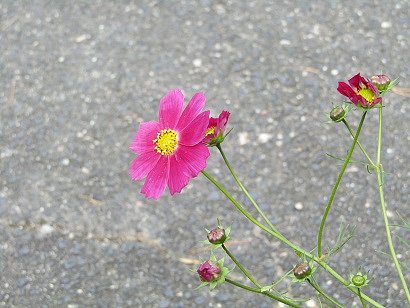 今日も悪人＆荒らしをかき分けて