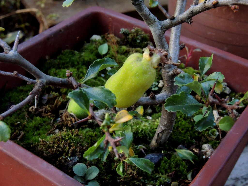 チョウジュバイ