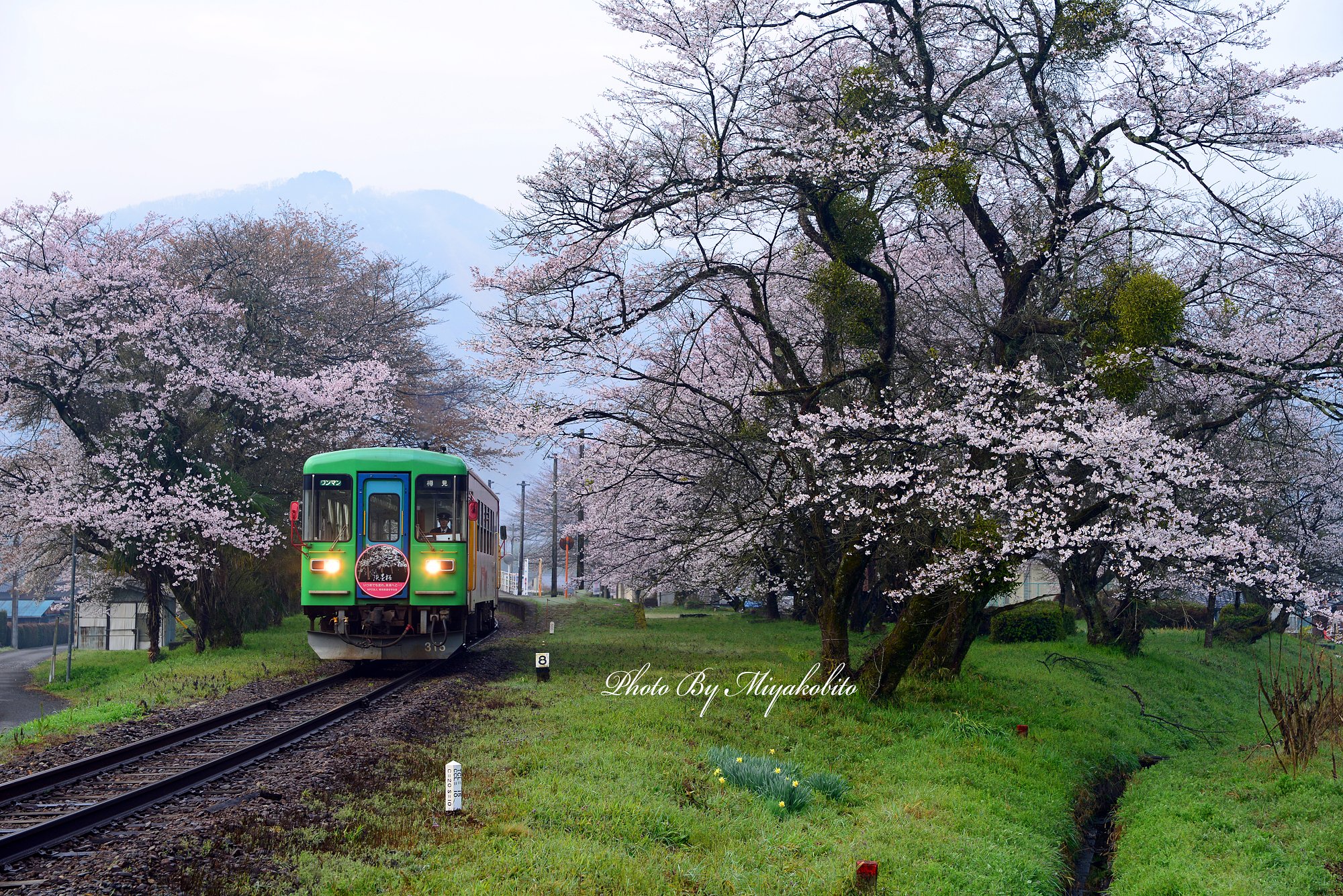 桜の樽見鉄道