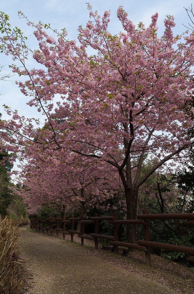 早咲き