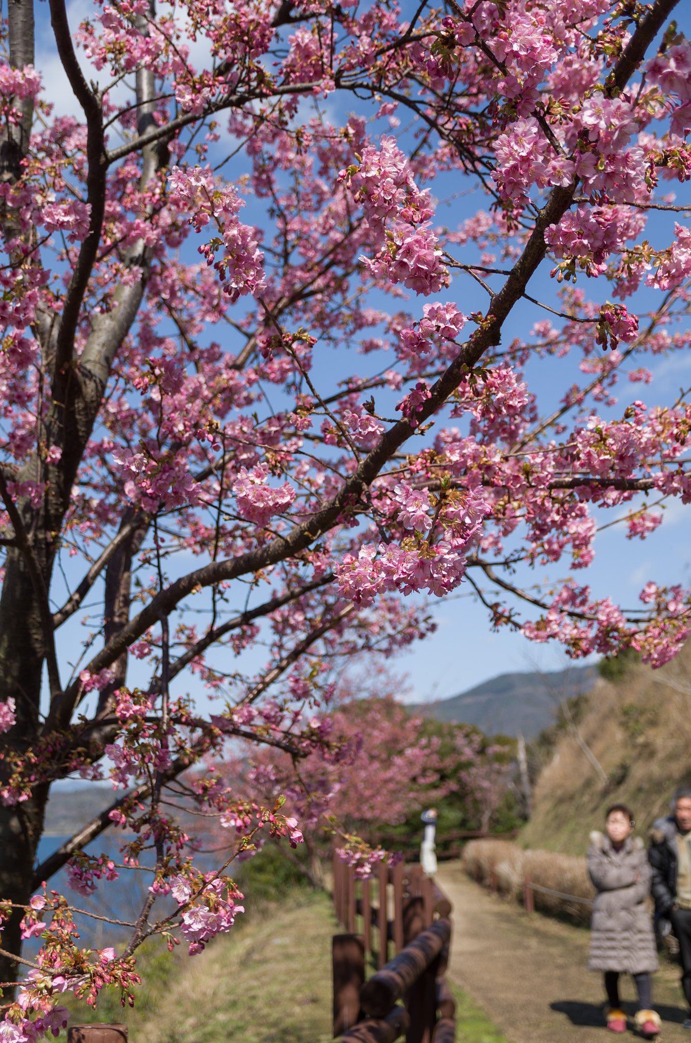 桜道