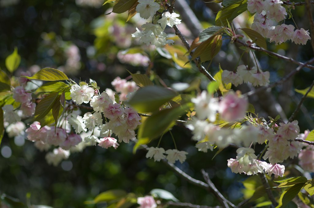 SIGMA MACRO 70mm F2.8