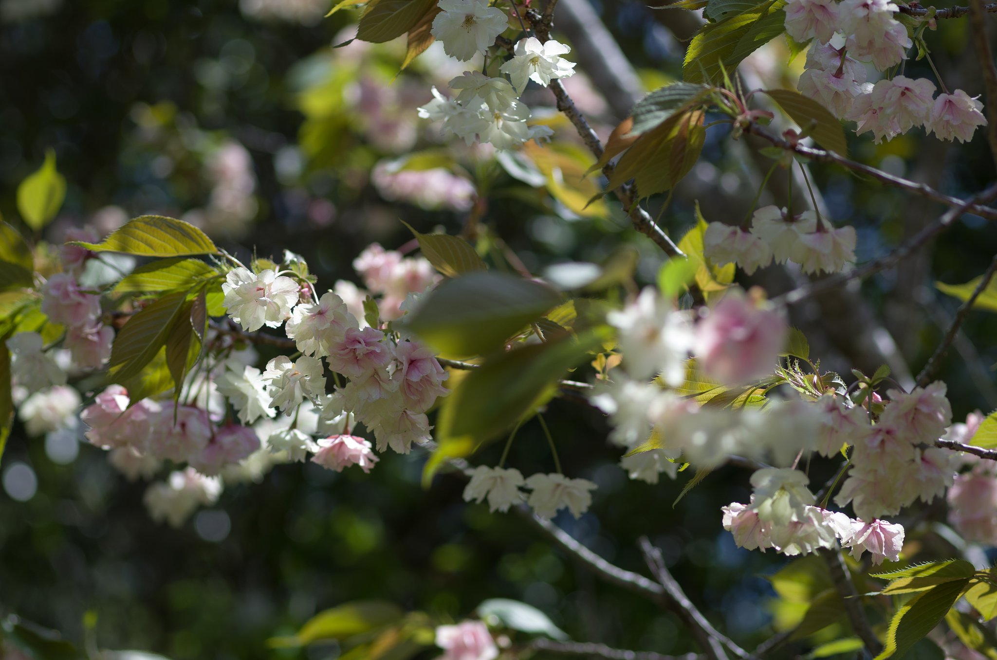 SIGMA MACRO 70mm F2.8