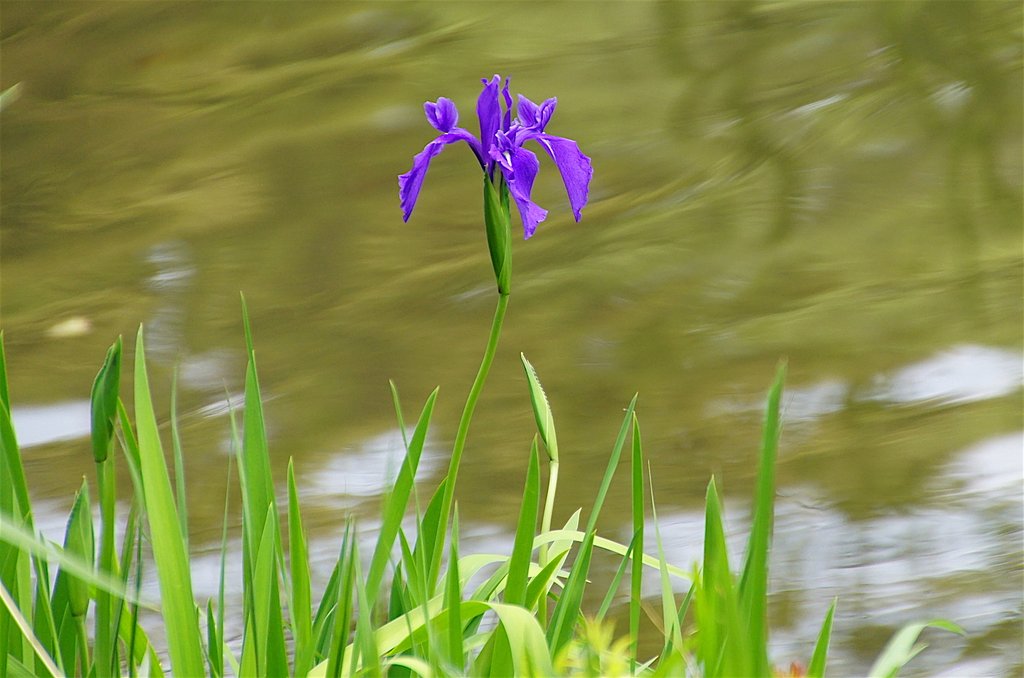 カキツバタ