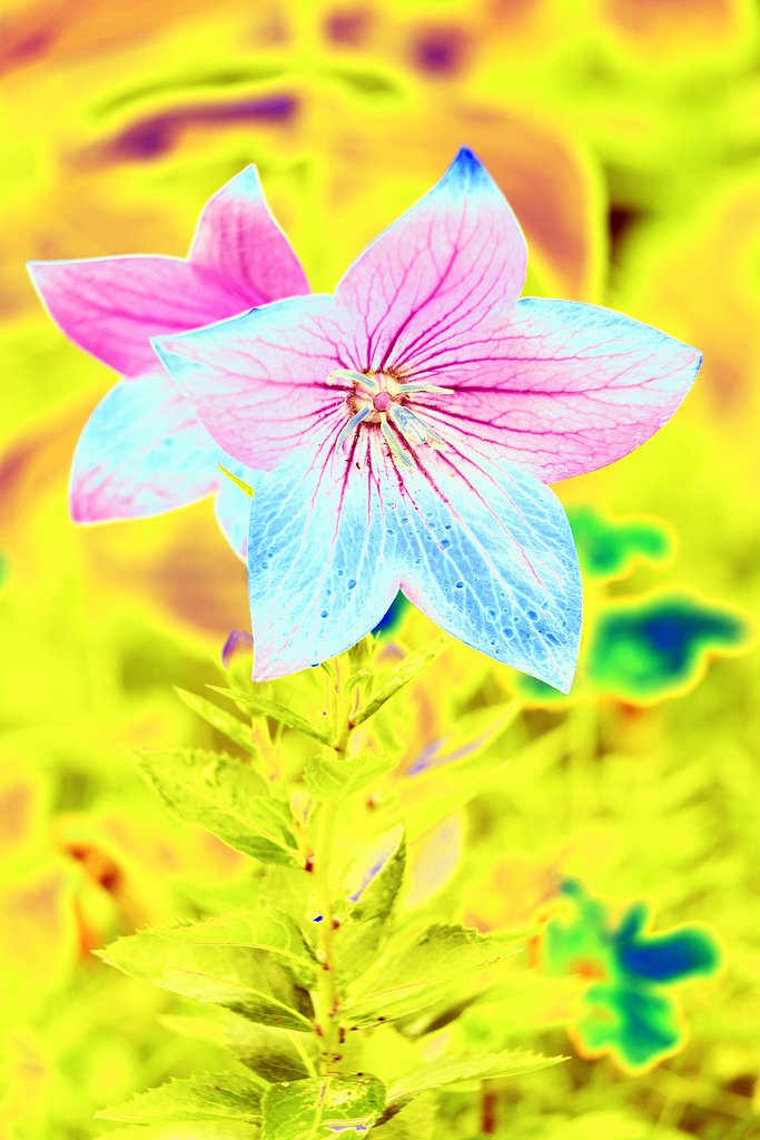 庭の花