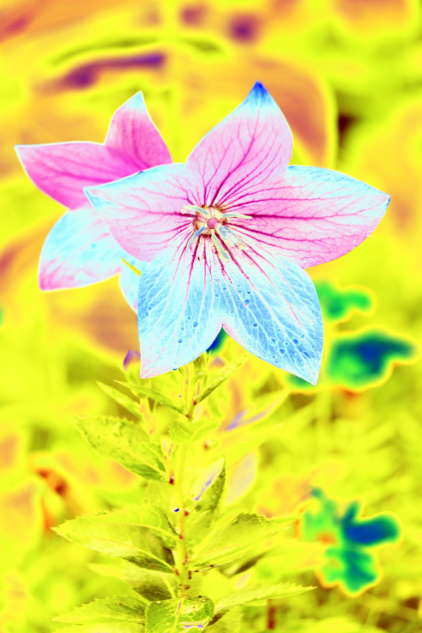 庭の花