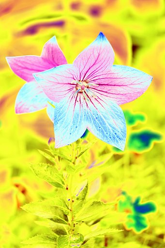 庭の花