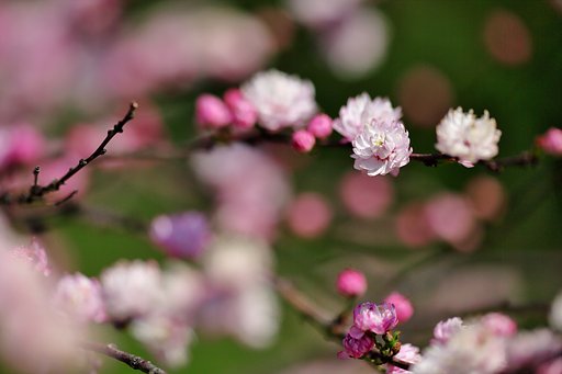 小さな桜