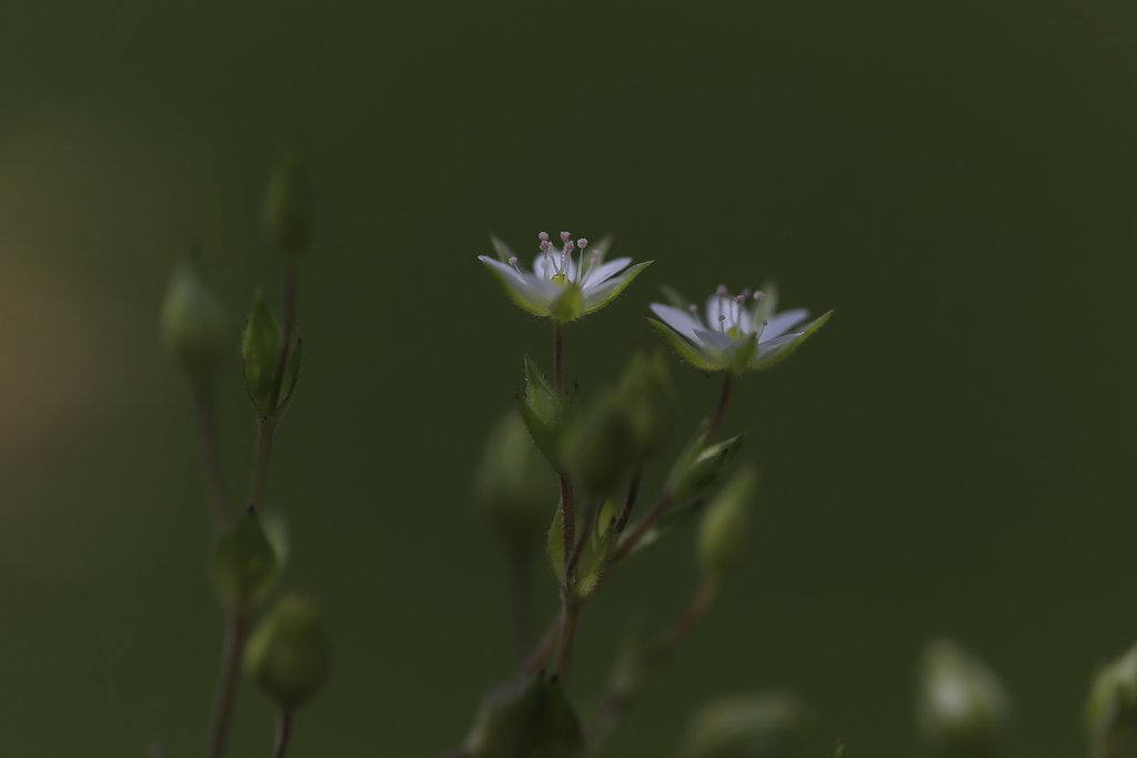 花径４ミリ