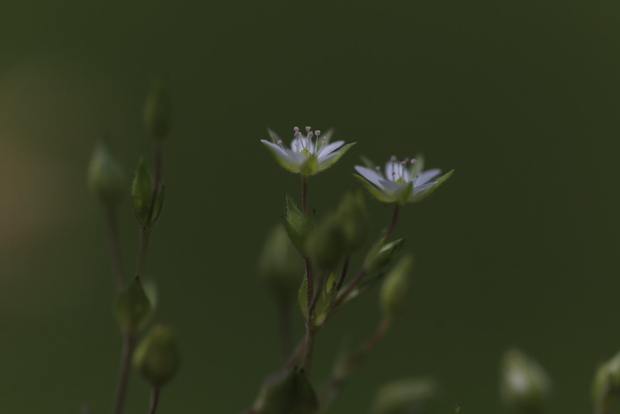 花径４ミリ