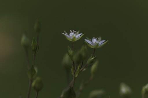 花径４ミリ
