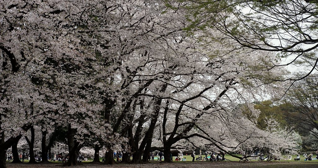 砧公園にて