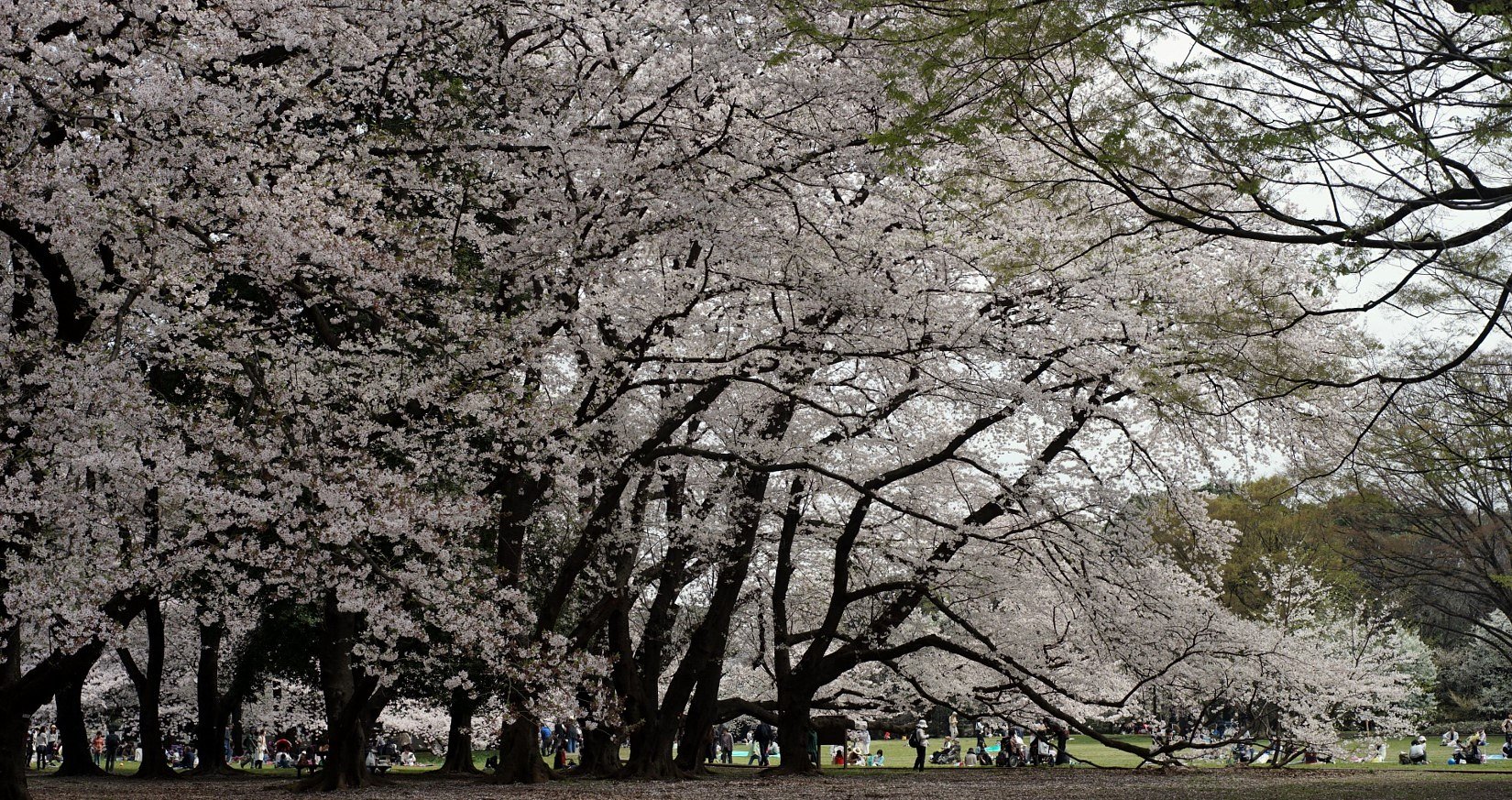 砧公園にて