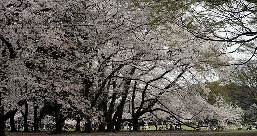 砧公園にて