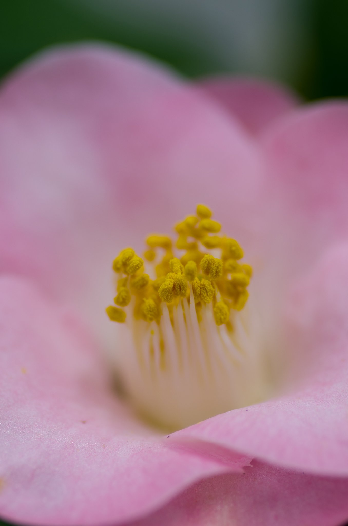椿