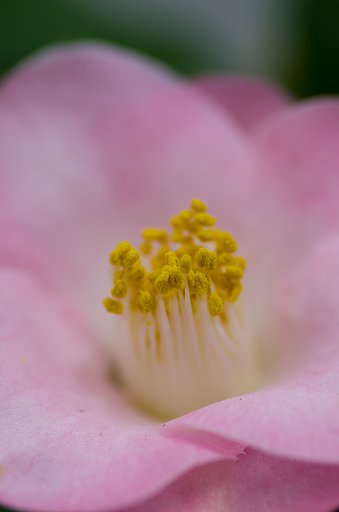 椿