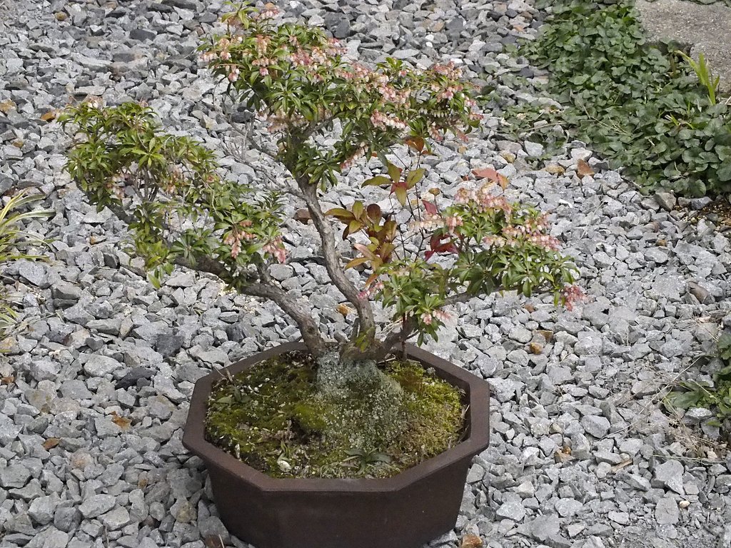 姫馬酔木