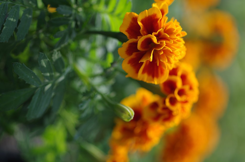 SIGMA MACRO 70mm F2.8