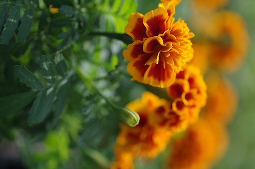 SIGMA MACRO 70mm F2.8