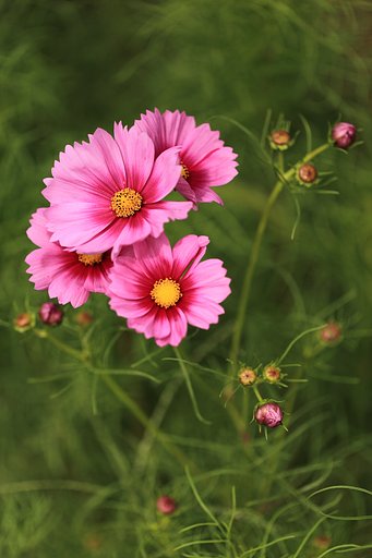 季節のお花を一枚