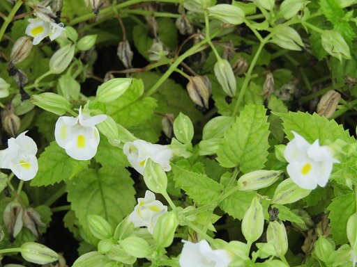 肩の力が抜けていいものです、、花壇の可愛い花