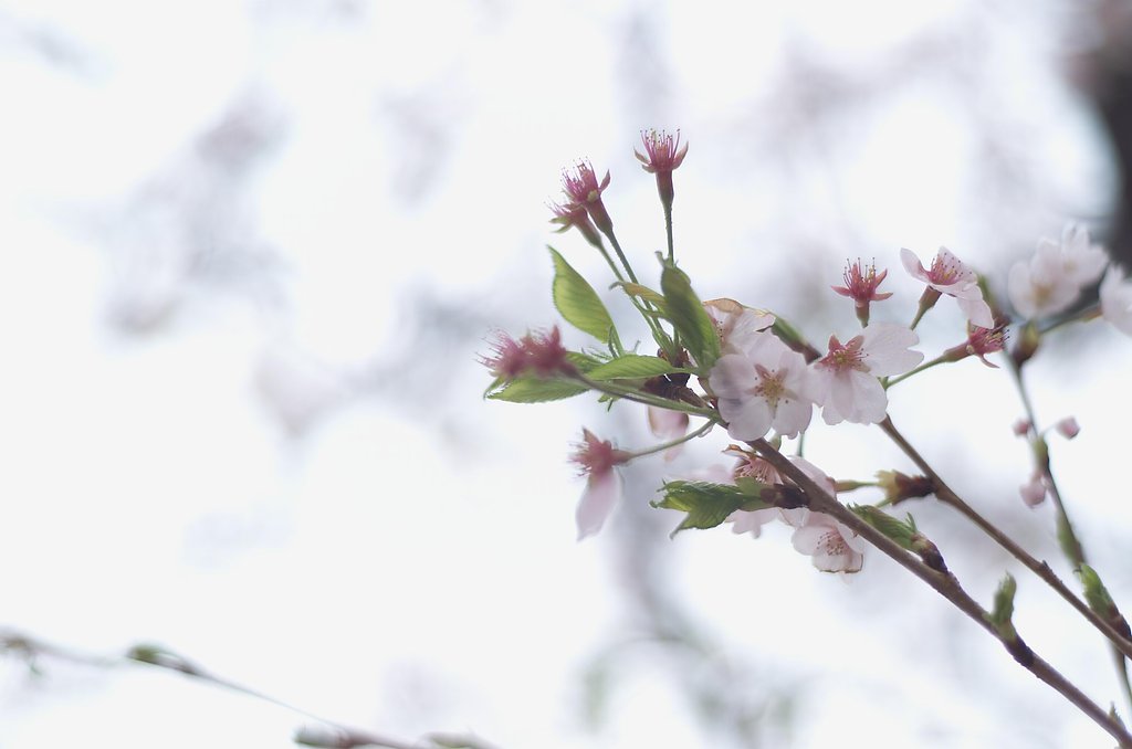雨桜