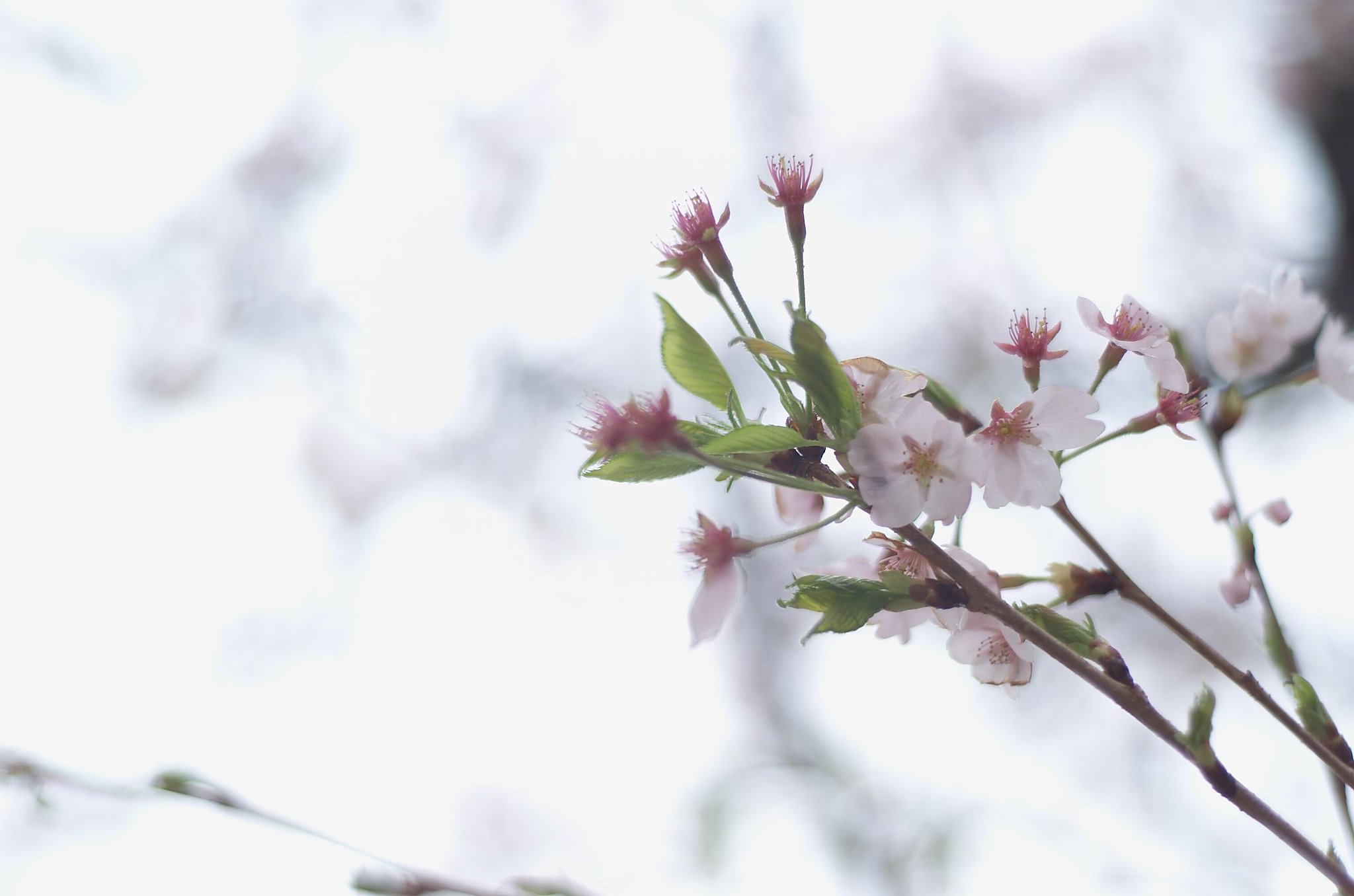 雨桜