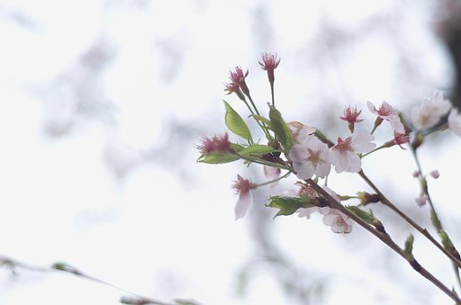 雨桜