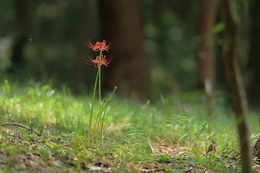 林床にそっと咲く