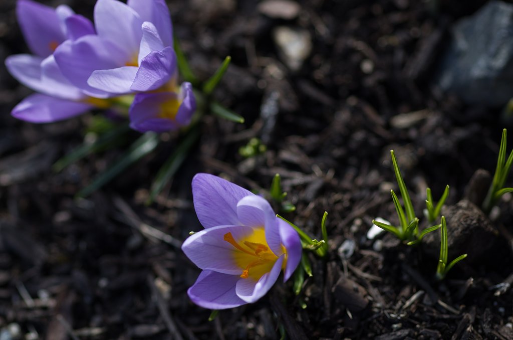 SIGMA MACRO 70mm F2.8