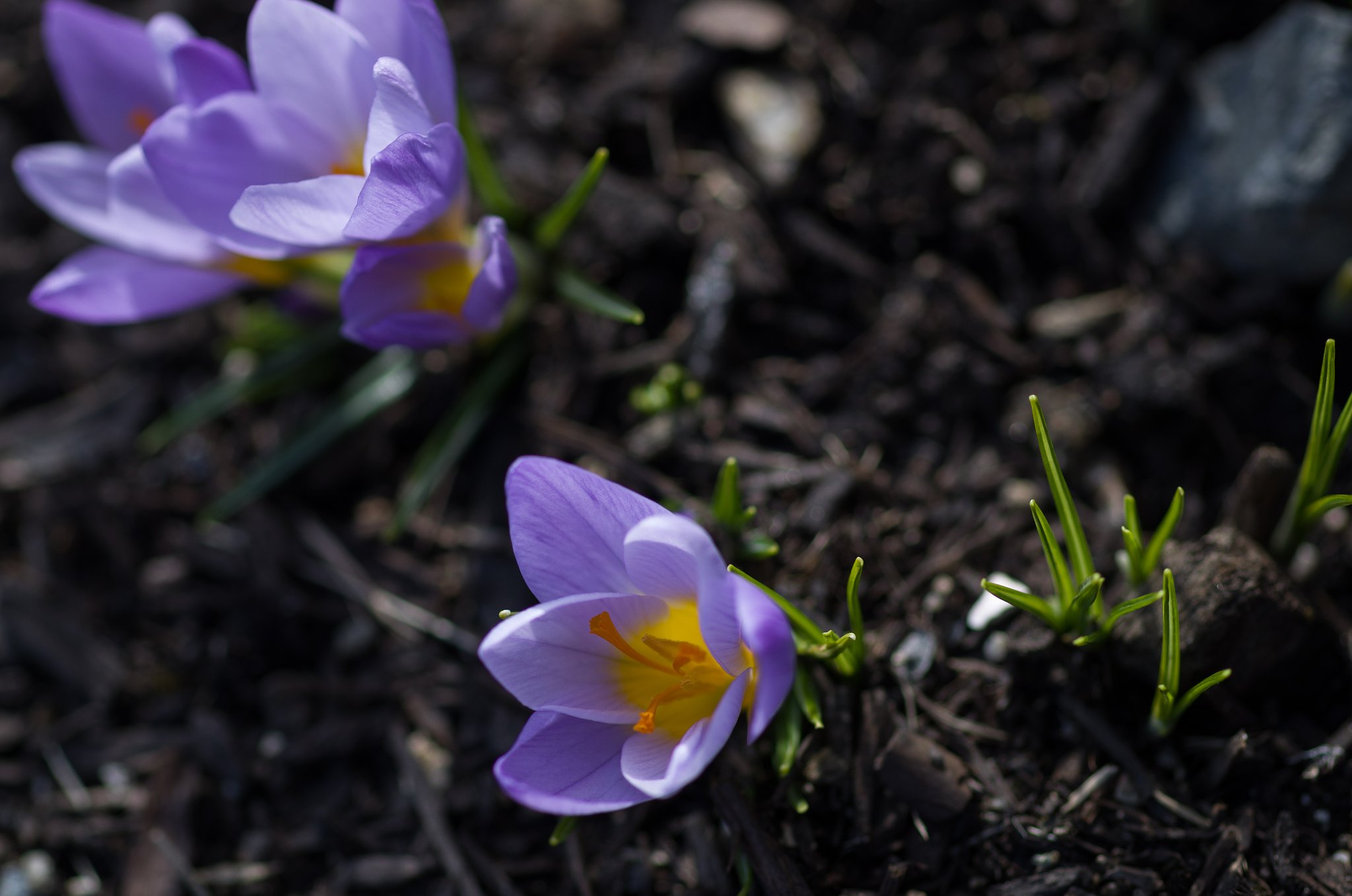 SIGMA MACRO 70mm F2.8