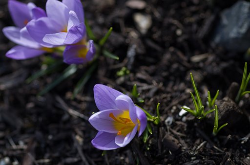 SIGMA MACRO 70mm F2.8