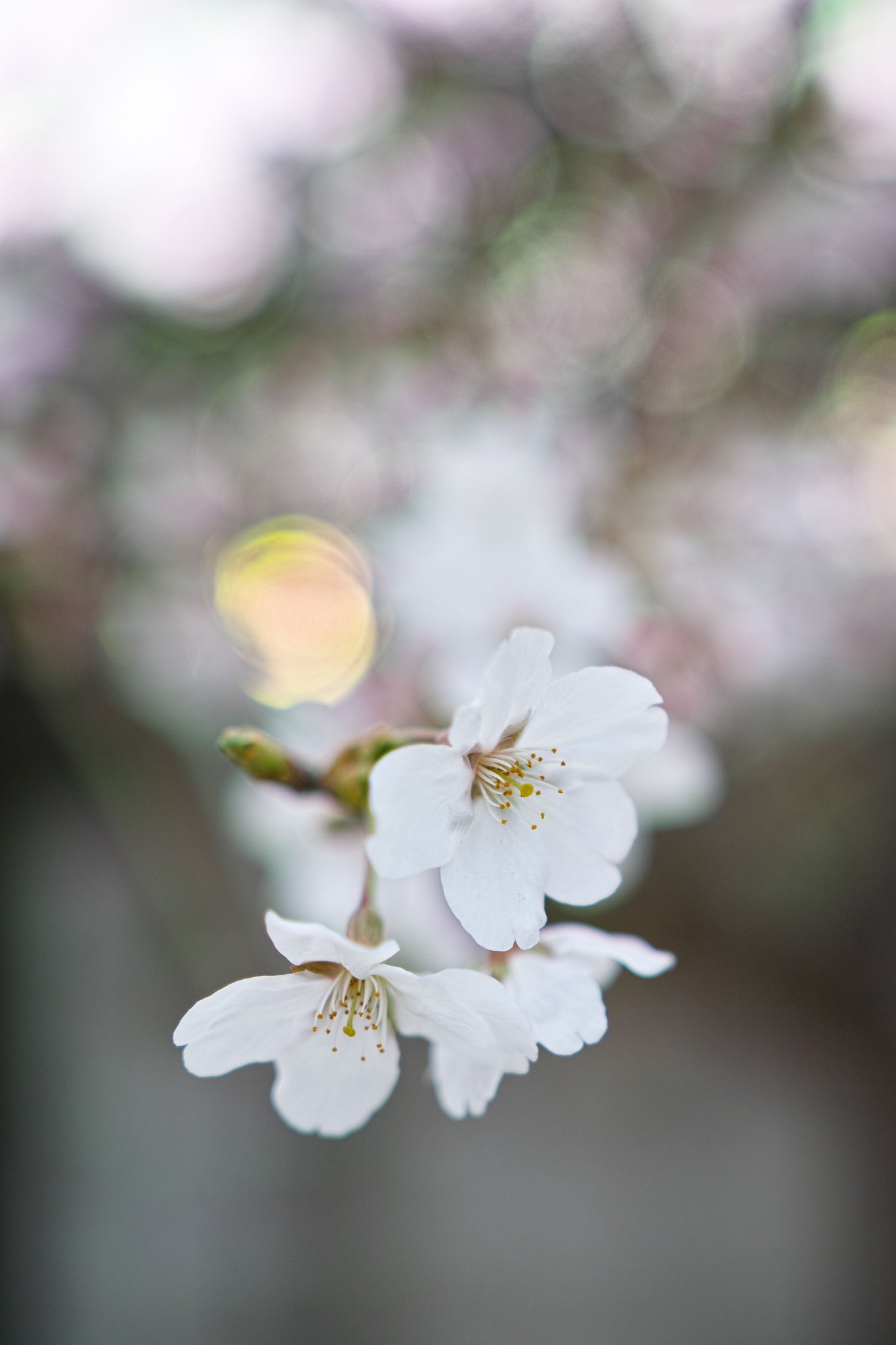 開花予測