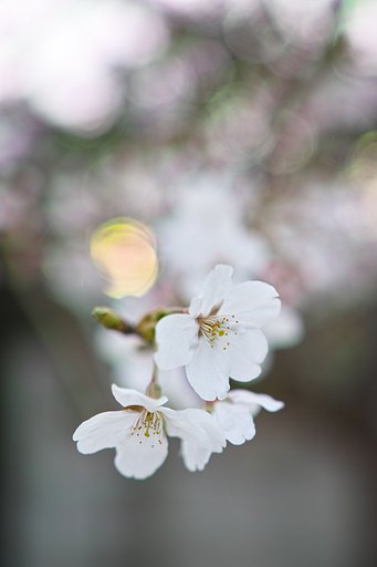 開花予測