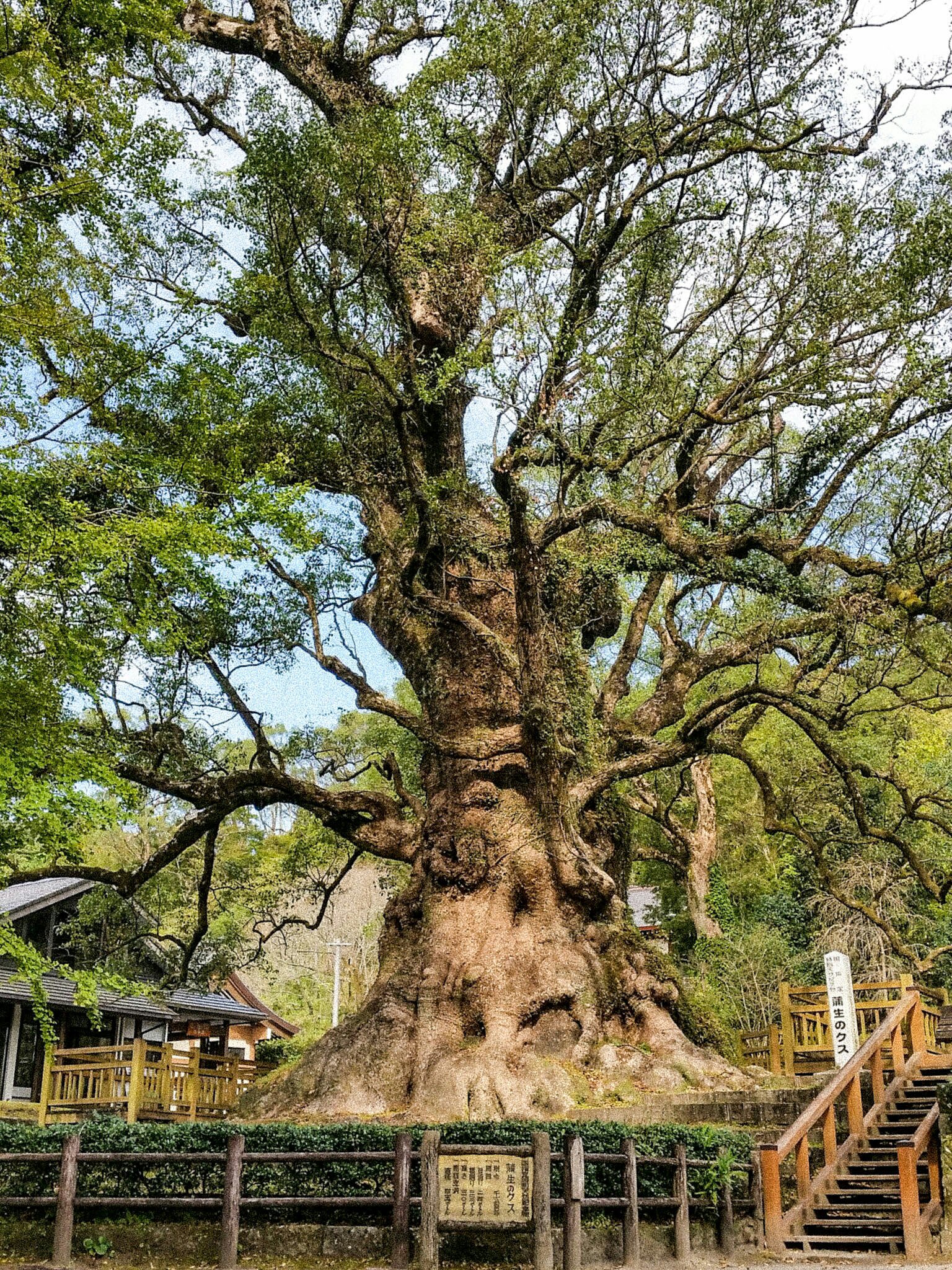 【キラキラ】 蒲生のクス