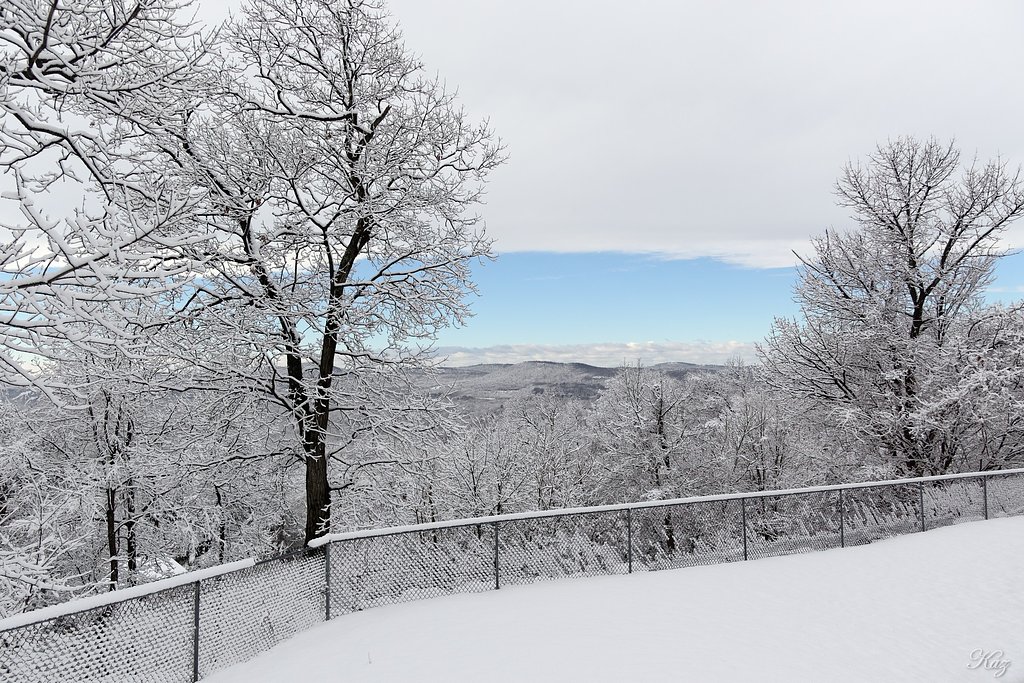 今朝の雪景色