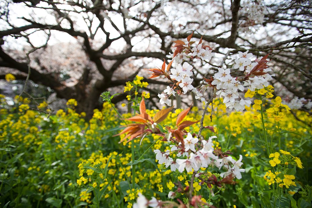桜迫る