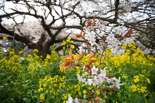 桜迫る