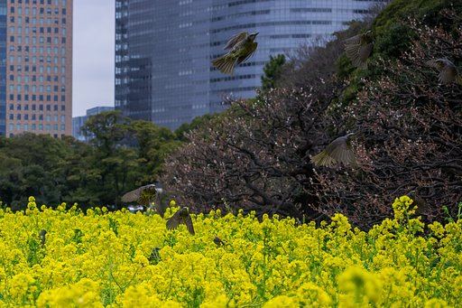 ヒヨ祭り