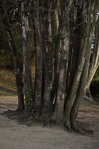 古墳公園の柿の木