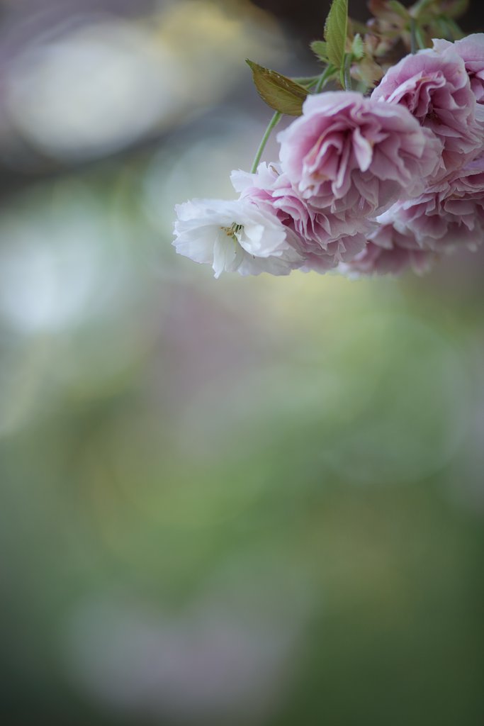Y/C S180mmF2.8MMG 