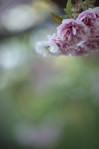 Y/C S180mmF2.8MMG 